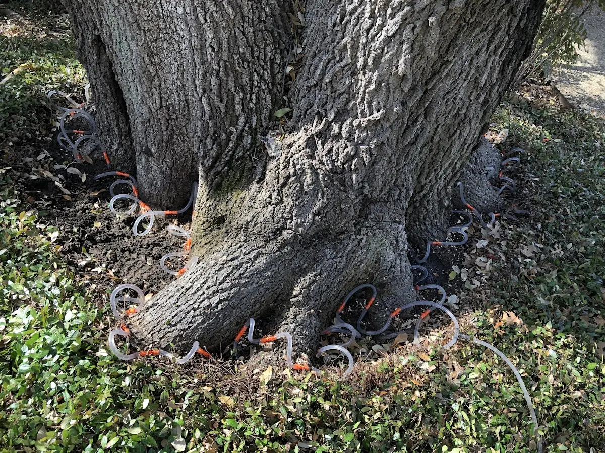 Detailed Tree Cabling and Bracing job site in Weleetka