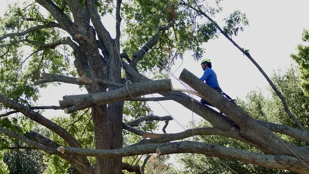 Professional Crown Thinning performed by certified arborists in Weleetka