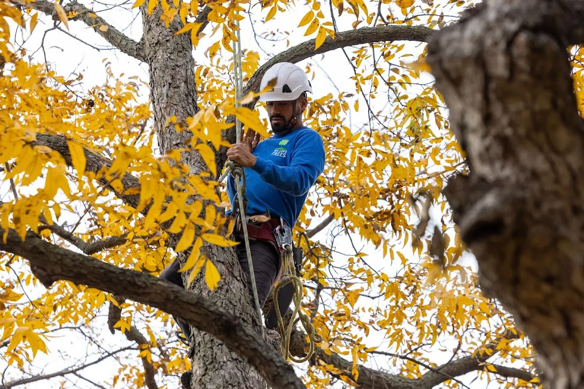 Skilled Tree Pruning crew working in Weleetka