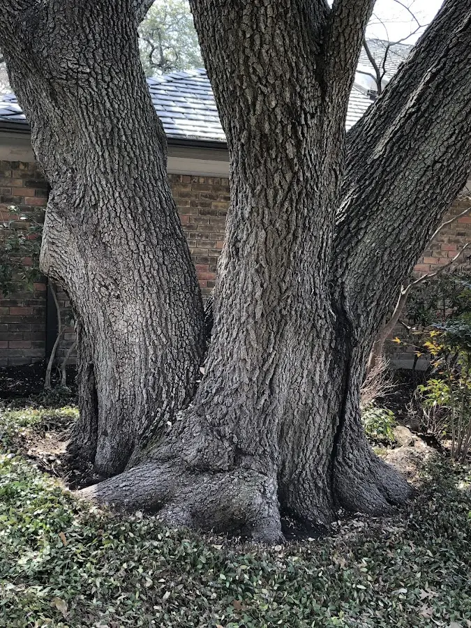 Mature heritage tree close to a Weleetka property cared for by certified arborists
